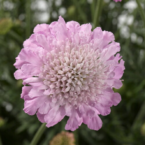 大輪スカビオサ アメジストピンク 1株耐寒性宿根草 イングリッシュガーデン 季節の花苗 寄せ植えにのサムネイル