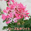 ゼラニウム ( ゼラニューム )ローズ&ホワイトステラ1株宿...