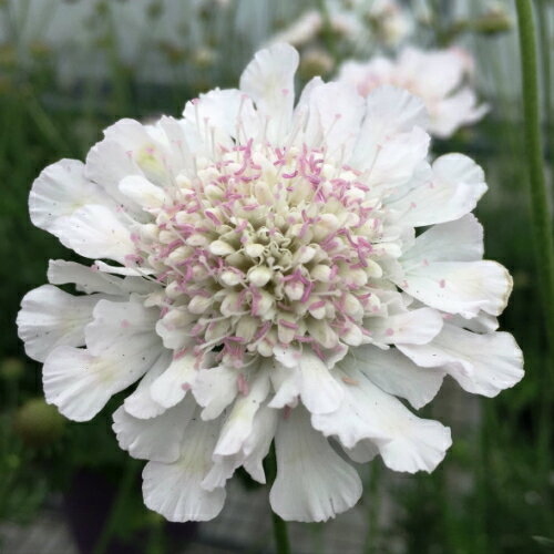 大輪スカビオサ アメジストスノー 1株耐寒性宿根草 イングリッシュガーデン 季節の花苗 寄せ植えにのサムネイル