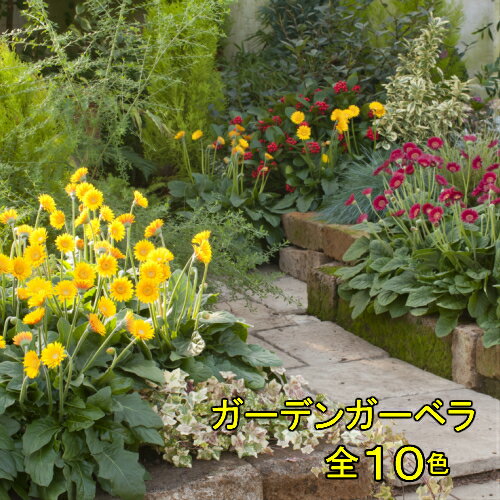 イングの森 花の鉢植え 宿根ガーデンガーベラ ガルビネア選べる10色 1株
