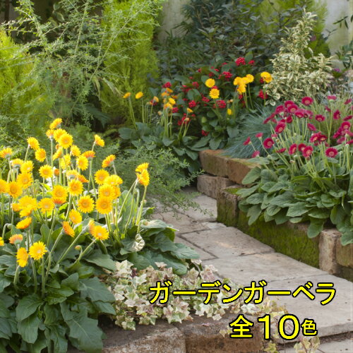 宿根ガーデンガーベラ ガルビネア選べる10色 1株のサムネイル