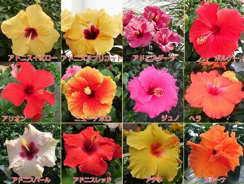 晩秋まで咲き続け毎年楽しめるハイビスカスロングライフシリーズ5号鉢植えのサムネイル