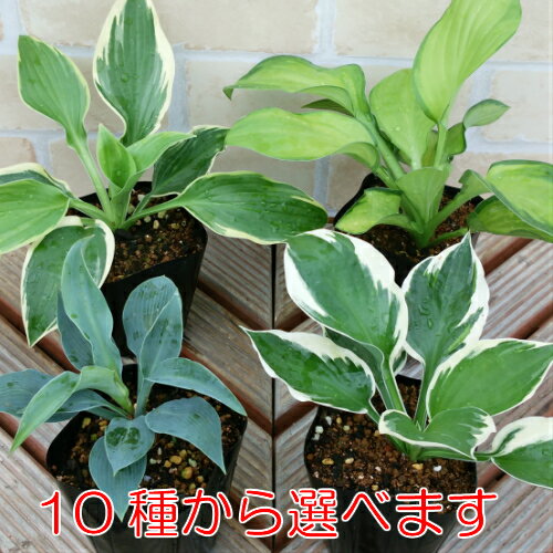 イングの森 花の鉢植え ホスタ(ギボウシ) 選べる10種 1株 シェードガーデン 日陰 丈夫で増える