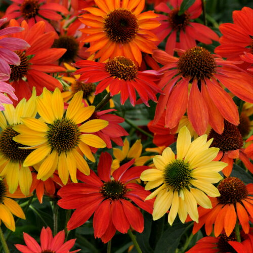 エキナセア シャイアンスピリット 色ミックス指定不可 2株セット 1株 宿根草 夏花壇 切り花 耐寒性のサムネイル