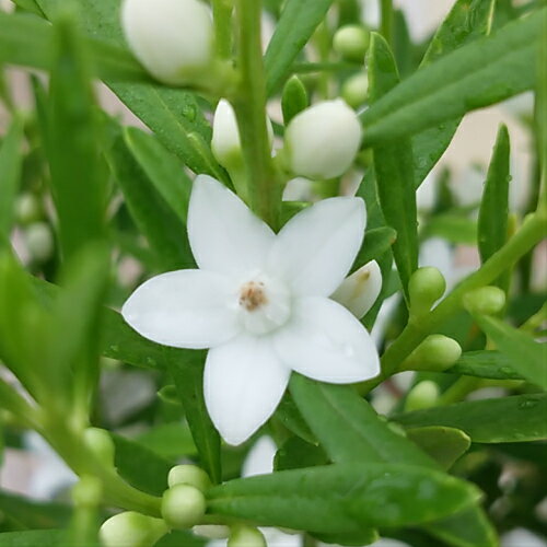 サザンクロス クロウエア 植物図鑑 サザンクロス クロウエア 植物図鑑