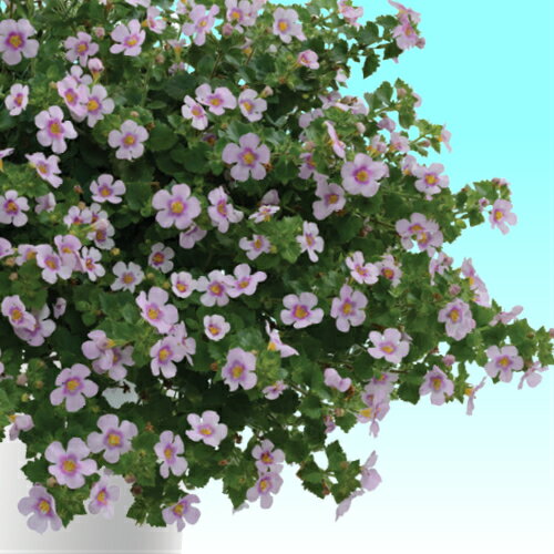 ステラ スコピア(バコパ) ガリバー ピンクハート 1株 宿根草 寄せ植え グランドカバー 季節の鉢花にのサムネイル