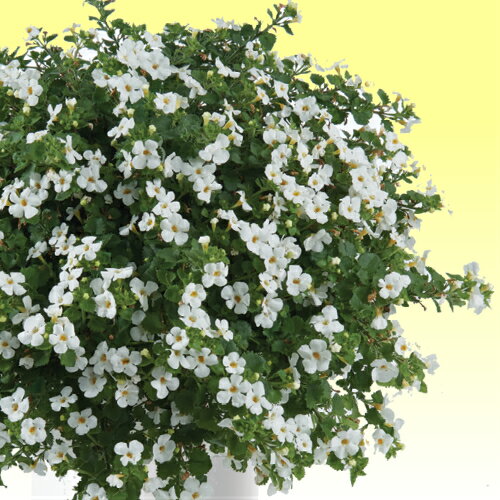 ステラ スコピア(バコパ) ガリバー ホワイト 1株 宿根草 寄せ植え グランドカバー 季節の鉢花にのサムネイル
