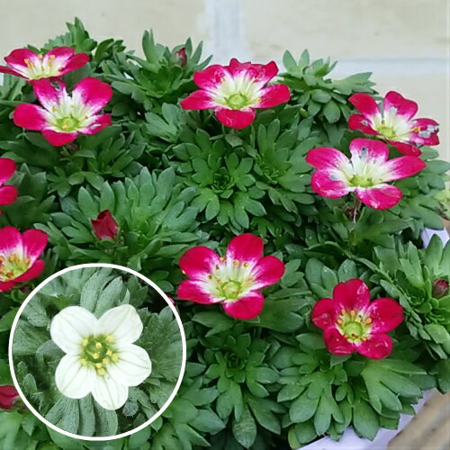 クモマソウ(西洋雲間草) 9cmポット苗 1株 宿根草 寄せ植え イングリッシュガーデン　クモマグサのサムネイル