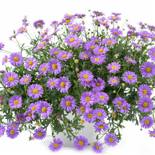 姫小菊（ブラキカム）ブレスコパープル 1株 宿根草 季節の花苗 グランドカバー イングリッシュガーデン 寄せ植え等にのサムネイル