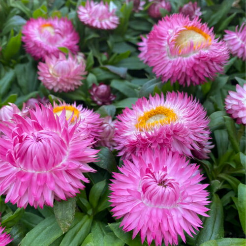 サントリーの花苗 ヘリクリサム コロロ フランボワーズ 10.5cmポット苗 1株 花苗 ガーデニング 寄せ植え ドライフラワーにのサムネイル