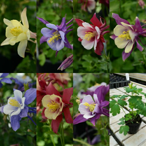 アクイレギア(西洋オダマキ) アーリーバードシリーズ 1株 宿根草 寄せ植え 鉢花 イングリッシュガーデンのサムネイル