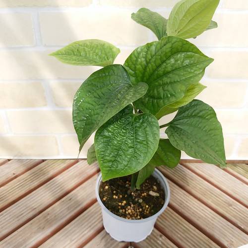 クッキングハーブ ハイゴショウ（這胡椒） チャプルーコショウ科のツル植物 4号鉢のサムネイル