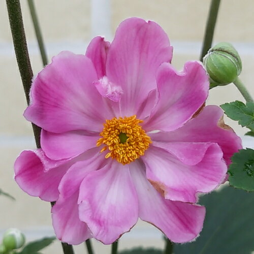 秋明菊(シュウメイギク) あかね　5号鉢のサムネイル