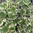 斑入りアロマティカス9cmポット苗 1株 シソ科 多肉植物 プレクトランサス 虫よけハーブ キュウバンオレガノ ミントリーフ
