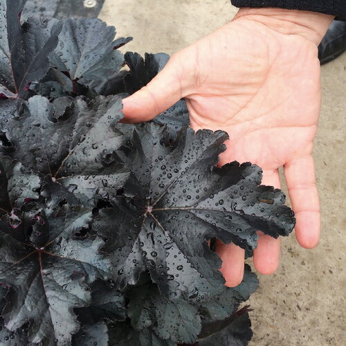 イングの森 花の鉢植え 宿根草ヒューケラ（ツボサンゴ） ドルチェ　ブラックジェイド 3号（直径9cm）ポット苗　1株 宿根草 シェードガーデン イングリッシュガーデン