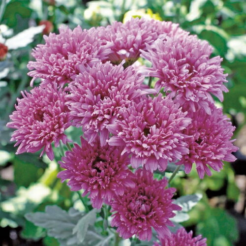 菊（キク、きく）食用菊 花えびす 7.5cm ポット苗　2個セット 宿根草　季節の花苗のサムネイル