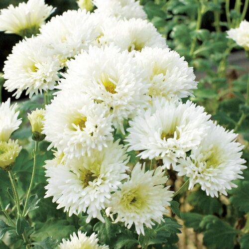 菊（キク、きく）食用菊 あわゆき 7.5cm ポット苗　2個セット 宿根草　季節の花苗のサムネイル