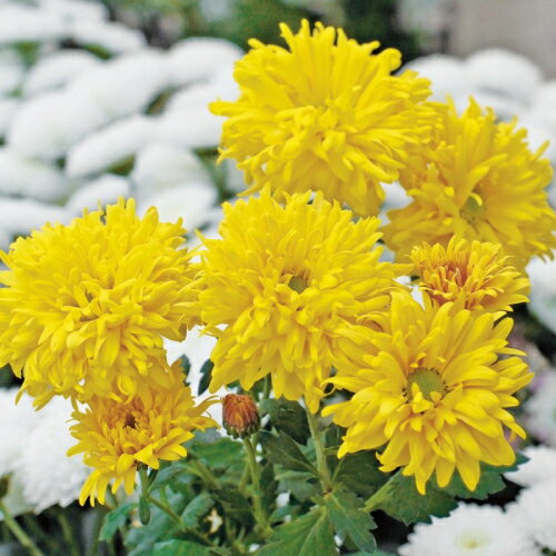 菊（キク、きく）食用菊 エッグル 7.5cm ポット苗　2個セット 宿根草　季節の花苗のサムネイル