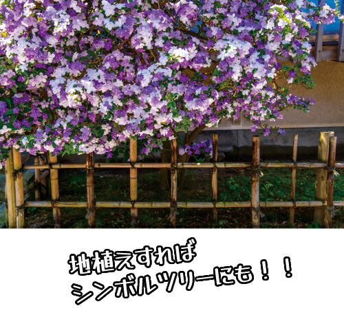 Ⱦ�Ѵ����������� ���Ф�ޤĤ�( �˥����Х�ޥĥ� )1��