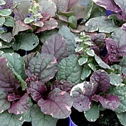 アジュガ シュガープラム1株 花色：青系 宿根草 シェードガーデン 半日陰 日陰 イングリッシュガーデン