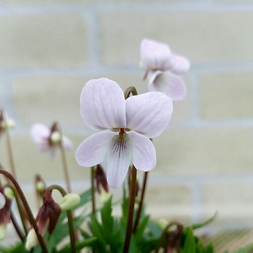 ニホンスミレ　日本すみれ ウスベニヒゴ 3号 (直径9cm) ポット苗　1株 耐寒性多年草　菫