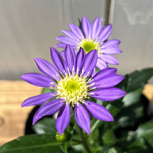 楽天市場】都忘れ 苗の通販