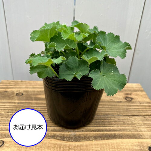 アルケミラ モリス 3号（直径9cm）ポット苗　1個 宿根草 イングリッシュガーデン ...