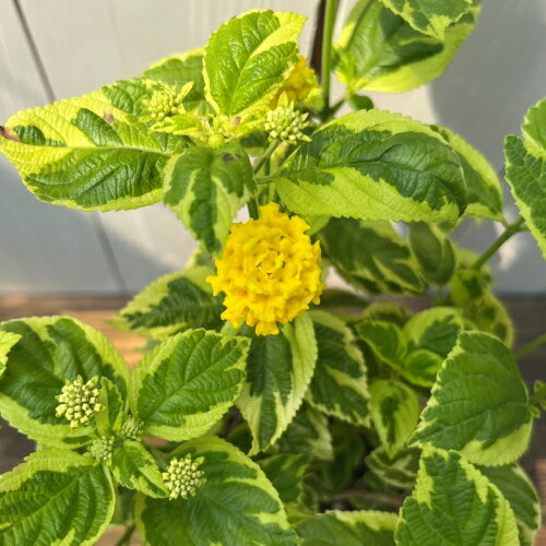 斑入り葉のランタナ 黄色 3.5号（直径10.5cm）ポット苗 1株のサムネイル