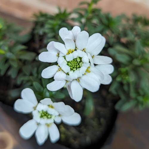 宿根イベリス　ブライダルブーケ　1株のサムネイル