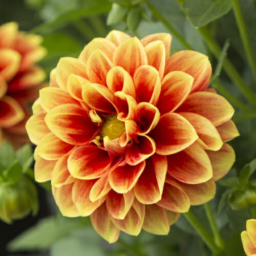 楽天市場】ダリア 苗(花の苗物|苗物):ガーデニング・農業<花 楽天市場】ダリア 苗(花の苗物|苗物):ガーデニング・農業<花