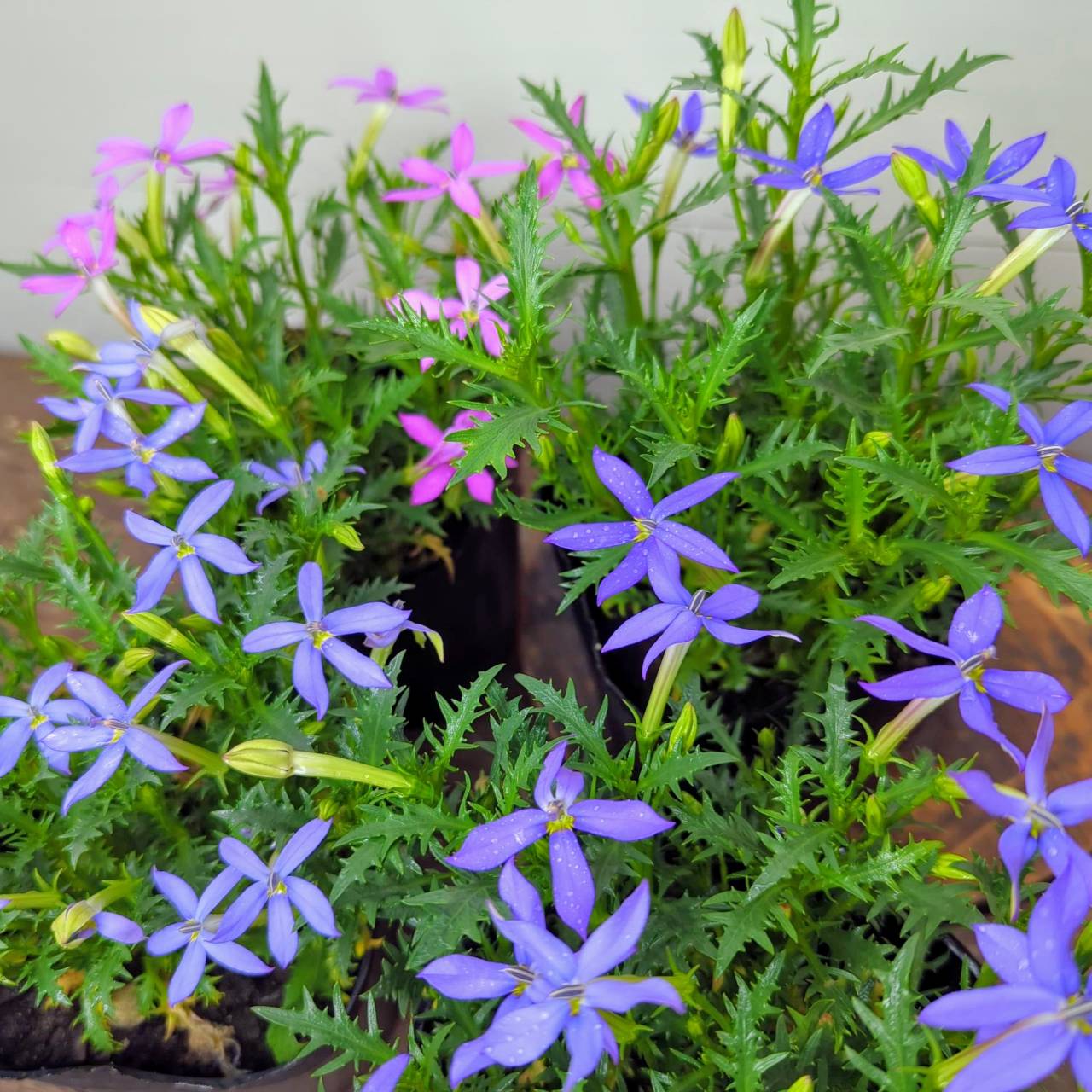 イソトマ（ローレンティア） 5種類から選べます！ 桃華/萬華/恋華/夢華/清華 3.5号（直径10.5cm）ポット苗　1個のサムネイル