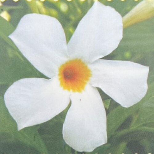 イングの森 花の鉢植え マンデビラ サマードレス 3号（直径9cm）ポット苗1株【N】