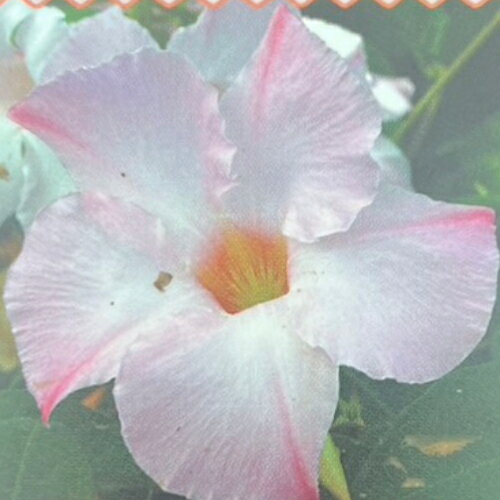 イングの森 花の鉢植え マンデビラ アリスデライト 3号（直径9cm）ポット苗1株【N】