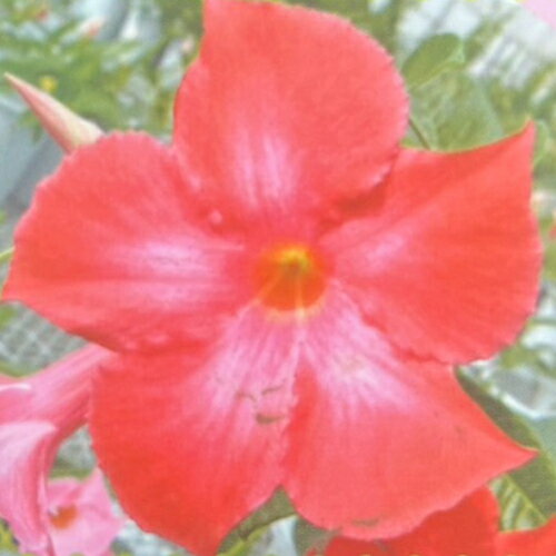 イングの森 花の鉢植え マンデビラ ルビースター 3号（直径9cm）ポット苗1株【N】
