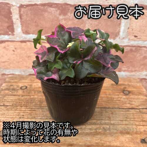 �ɺ�����ܷ� �����ӡ�����˥塼�� �� ����˥��� �� ���쥬��� �ʥ��쥬�󥹡�3���ľ��9cm�˥ݥå��ġ�1�� Ⱦ�Ѵ�����������¿ǯ�𡡴󤻿��������顼�꡼��