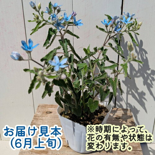 あなたの街のお花屋さんイングの森のオキシペタラム ブルースター 3.5号（直径10.5cm）ポット苗1株 半耐寒性多年草 花苗 花壇 切り花｜アングル2