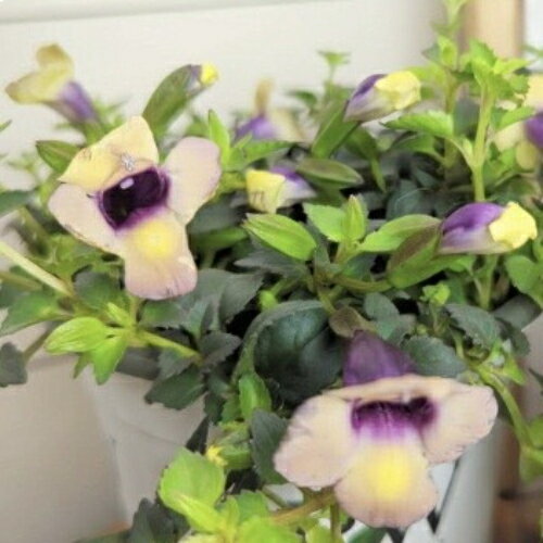 栄養系 PWトレニア(スーパートレニア)　カタリーナシリーズ ラムレーズン 3.5号 (直径10.5cm) ポット苗　1個のサムネイル