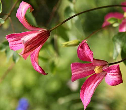 クレマチス テキセンシス ビオルナ系 ネイティブ ダンサー 4.5号サイズ 2年生ポット苗