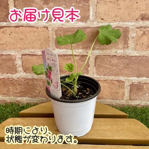 ハーブ コモンマロウ (ウスベニアオイ) 3.5号（直径10.5cm）ポット苗　1個 ティー...