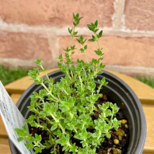 宿根草ハーブタイムラベンダータイム...