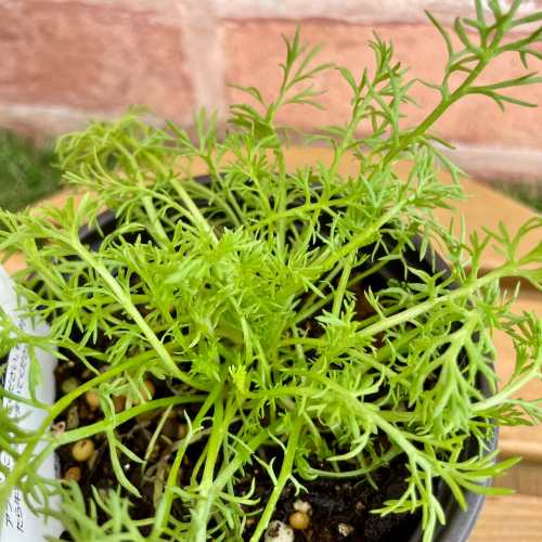 ハーブ ローマンカモミール 3.5号（直径10.5cm）ポット苗　1個 ティーハーブ ガーデン