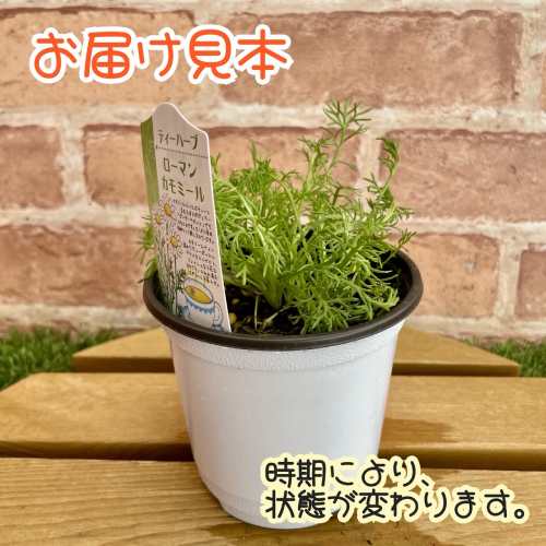 ハーブ ローマンカモミール 3.5号（直径10.5cm）ポット苗　1個 ティーハーブ ガーデン