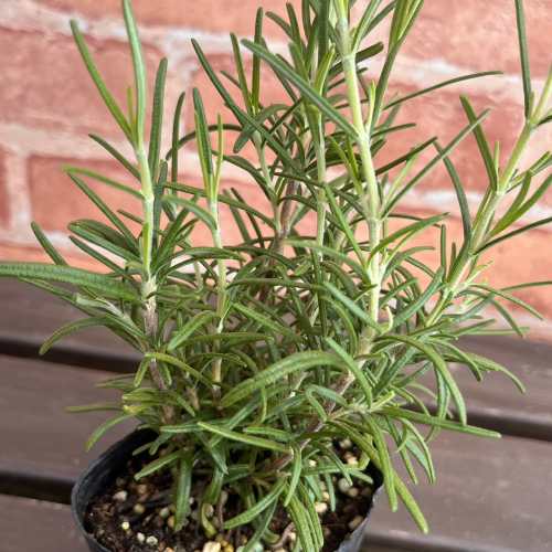 ʤγΤֲ󥤥󥰤ο㤨֥ϡ֡ޥ꡼ 䡼쥯 3 (ľ9cm ݥåġ1  ϡġפβǤʤ480ߤˤʤޤ