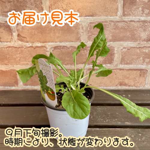 ���å���ϡ��� ��å��� 3.5��(ľ��10.5cm) 1�� �ݥå��� �٥ӡ��꡼�� �����ڱ� ��������� ���å���ϡ���