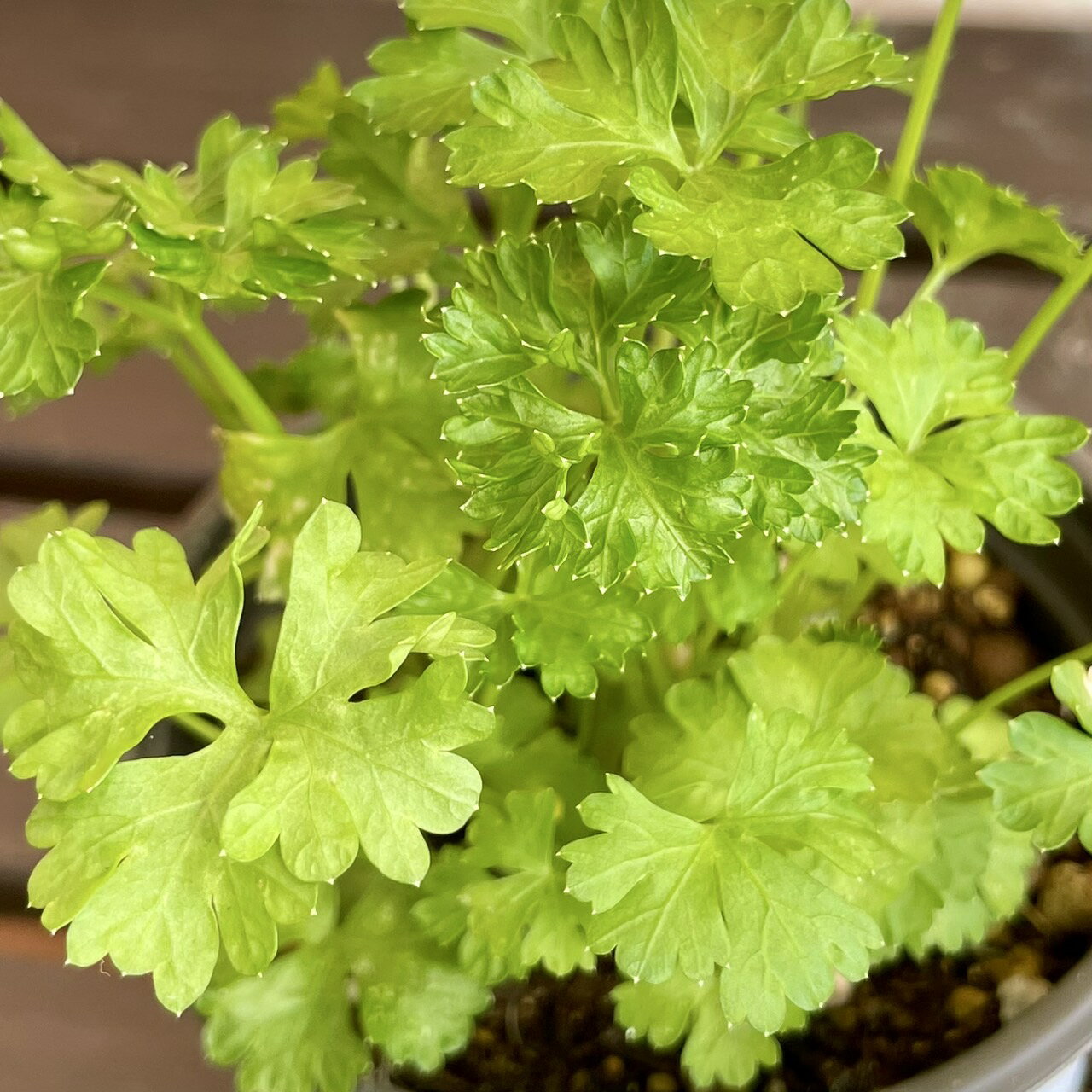 キッチンハーブ パセリ 3.5号(直径10.5cm)1個 ポット苗 ベビーリーフ 家庭菜園 おうち野菜