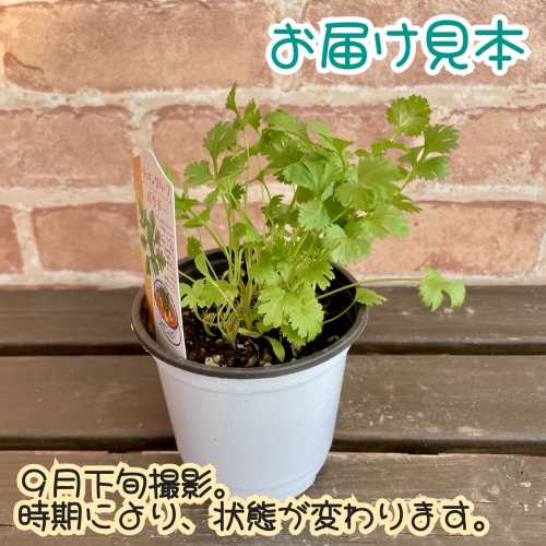 ���å���ϡ��� �ѥ����� 3.5��(ľ��10.5cm) 1�� �ݥå��� �٥ӡ��꡼�� �����ڱ� ���������