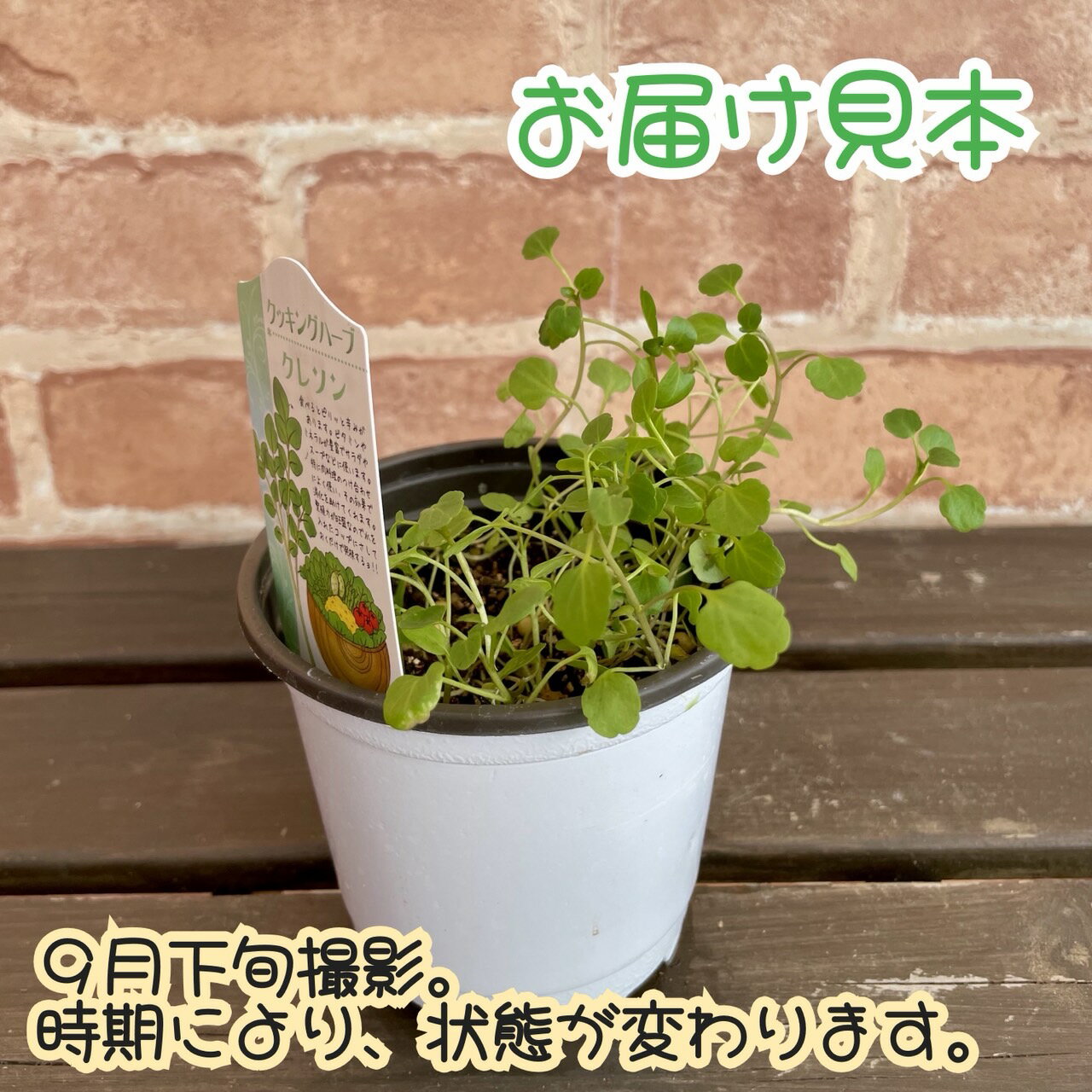 ���å���ϡ��� ���쥽�� 3.5��(ľ��10.5cm) 1�� �ݥå��� �٥ӡ��꡼�� �����ڱ� ���������