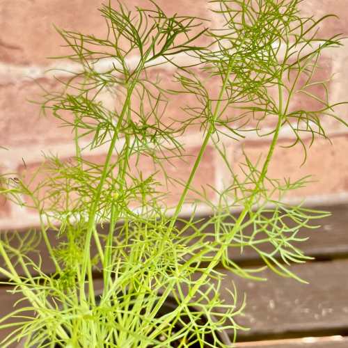 キッチンハーブ フェンネル 3.5号(直径10.5cm) 1個 ポット苗 ベビーリーフ 家庭菜園 おうち野菜