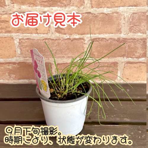 キッチンハーブチャイブ 3.5号(直径10.5cm) 1個 ポット苗 ベビーリーフ 家庭菜園 ...
