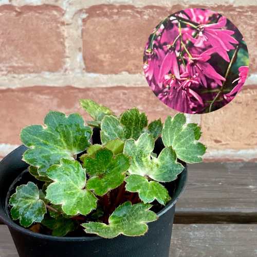 大文字草 平安の舞 3.5号 (直径10.5cm) ポット苗 耐寒性多年草 シェードガーデン 日陰でも楽しめる